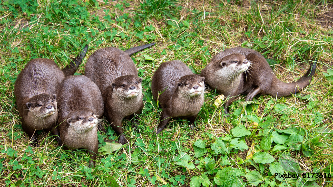 wir besuchen auch das Otter-Zentrum Hankensbüttel 