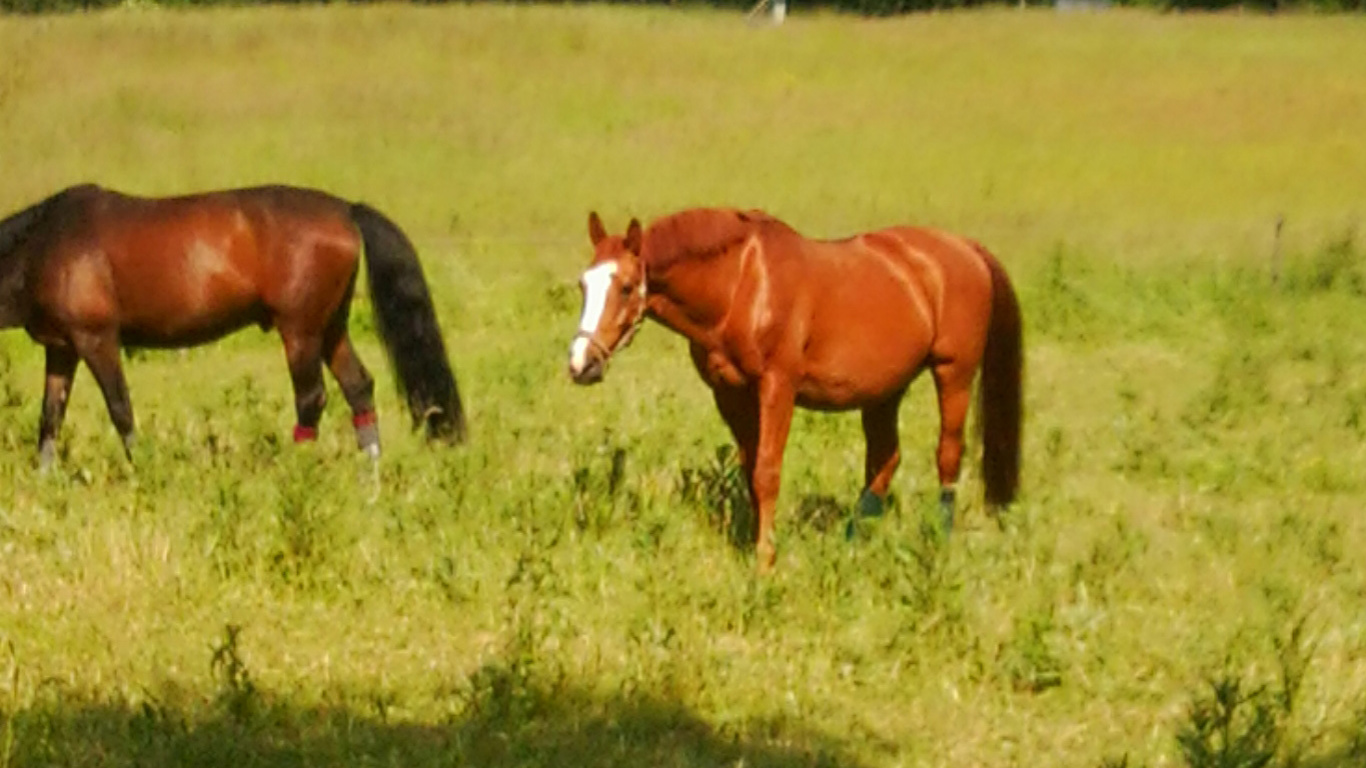 Pony