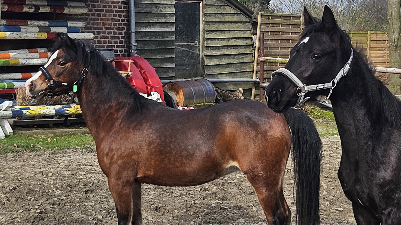 Pony