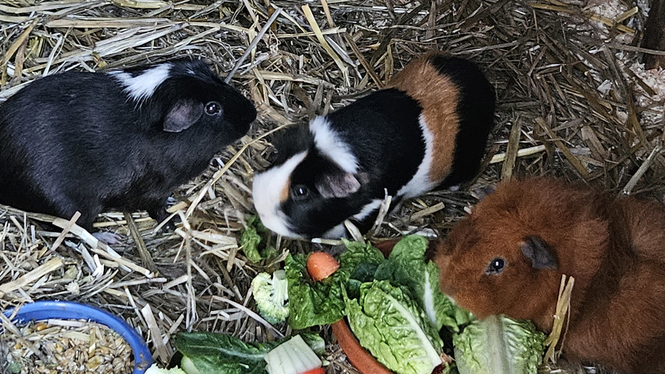 Meerschweinchen