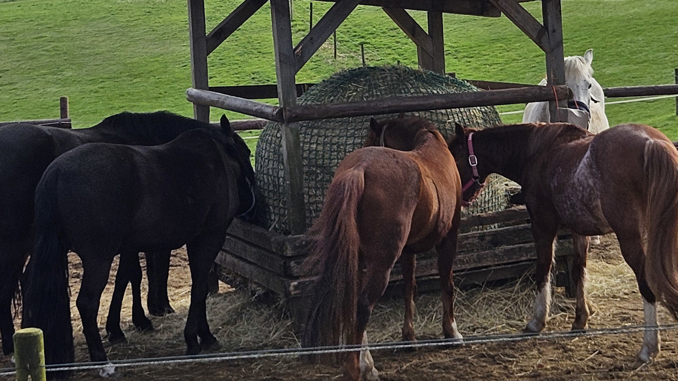 Pony