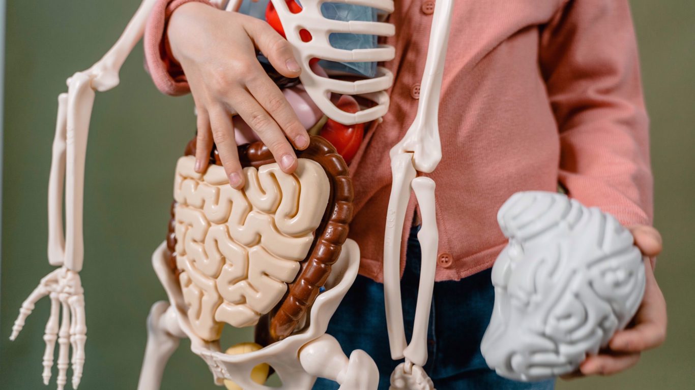 anatomie