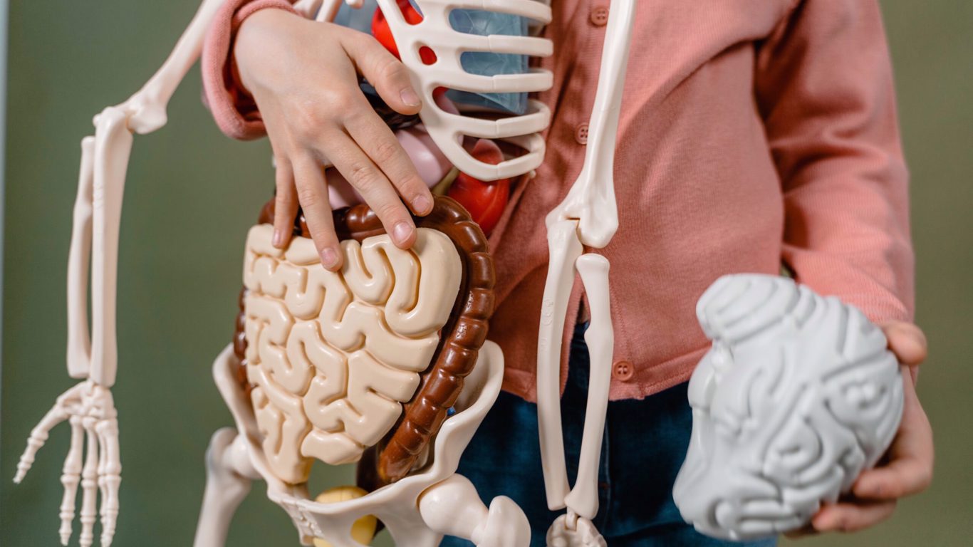 anatomie