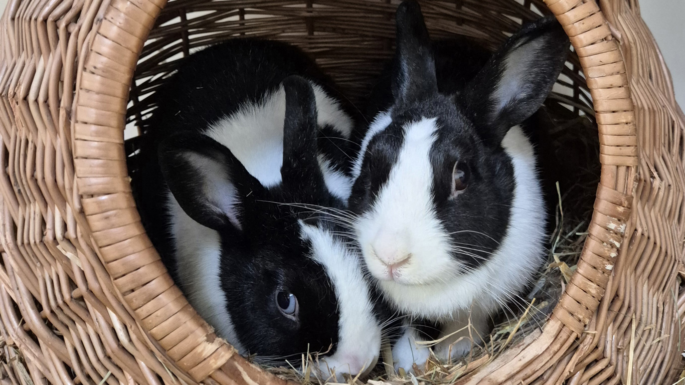 Ferien-Familienführung im Tierheim Essen