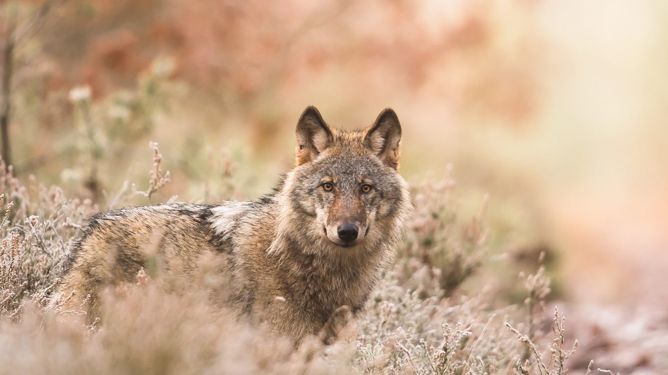 Wolf