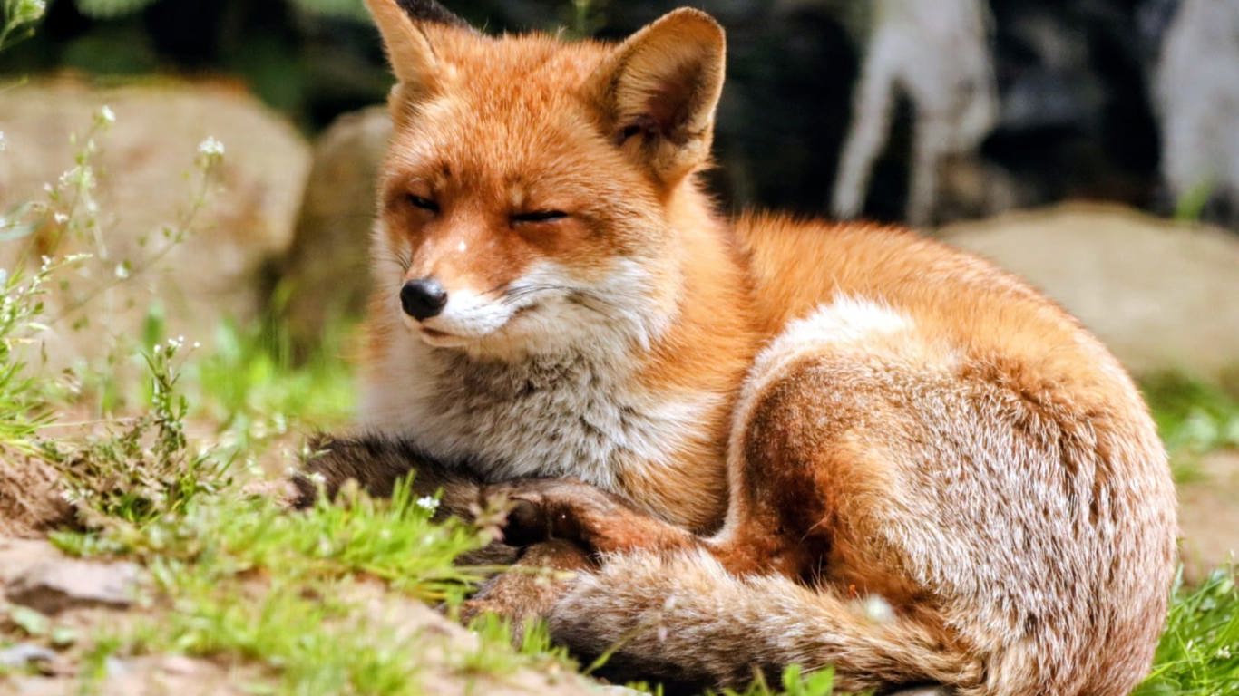 Rotfuchs